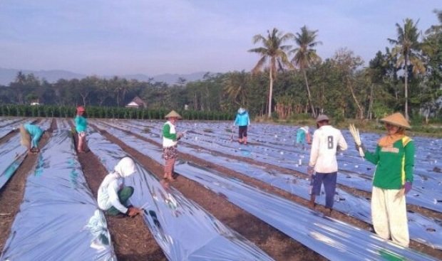 Foto: Lahan pertanian 