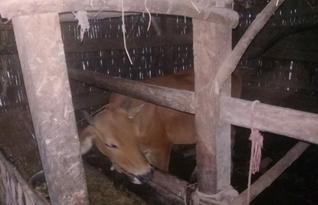Foto: Salah satu kandang dapi milik warga
