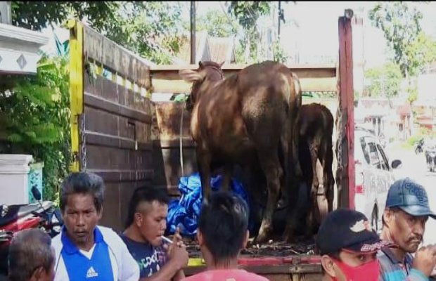 Foto: Dua ekor sapi milik Holik (korban), yang berhasil ditemukan