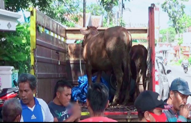Foto: Dua ekor sapi yang di temukan di dalam kandang 'H'