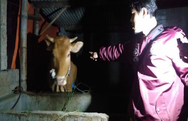 Anggota Polsek Lumajang Kota, saat mengembalikan sapi milik korban ke dalam kandangnya