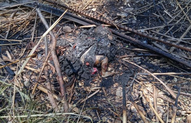Mayat Bayi ditemukan Hangus di Tumpukan  Kayu