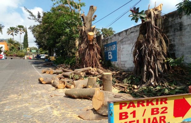 Foto: Dua pohon karet merah yang ditebang