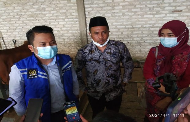 Foto: Slamet Ariyadi Komisi IV DPR-RI Saat Dikandang Sapi "Rahayu" Bersama Kades Samatan