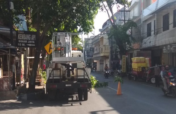  Foto : Petugas DLH Kota Probolinggo Melakukan Pengecekan Pohon Yang Usianya Sudah Tua