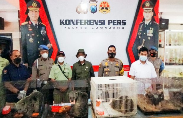  Foto : Kapolres Lumajang didampingi Kasat Reskrim, bersama pihak BKSDA menunjukkan barang bukti pada awak media.