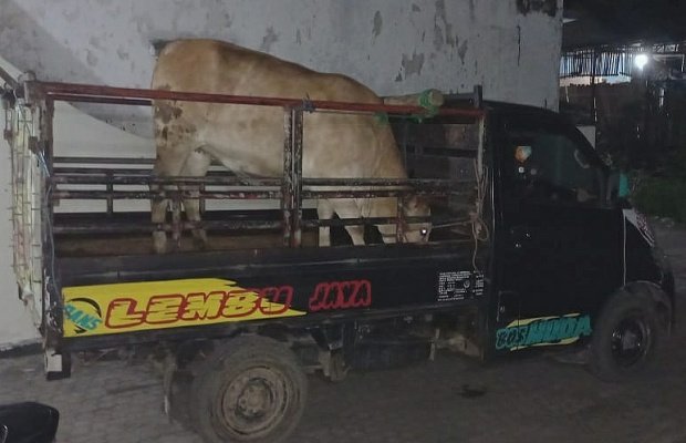 Foto: Sapi betina milik Suwardi, Desa Pontang, Kecamatan Ambulu.