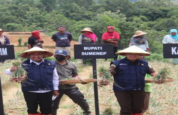 Foto: Bupati Sumenep saat panen raya bawang merah di Rubaru