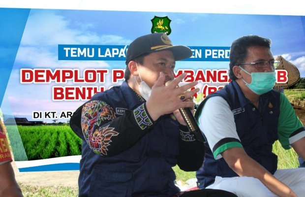 Foto: Arif Firmanto, Kepala DKPP Sumenep saat Panen Perdana Demplot Pengembangan Padi VUB