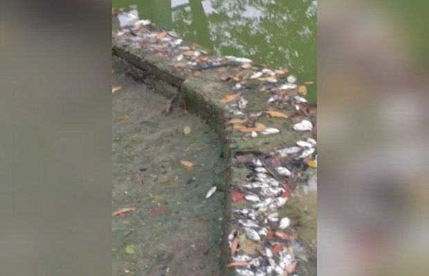 Foto: Penampakan ikan yang mati di Situ Rawabinong