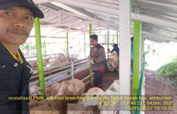 Foto: 60 ekor domba siap kurban di Kandang milik pak Zahri di Desa Beluk Kenek, Kec. Ambunten