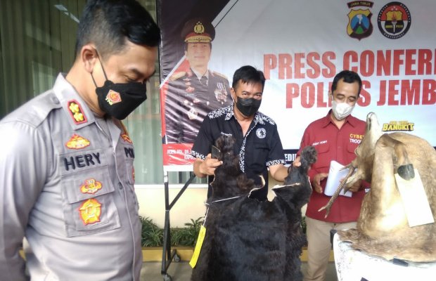 Foto: Polres Jember mengamankan kulit harimau  dan kulit binatang lainya saat jumpa pres