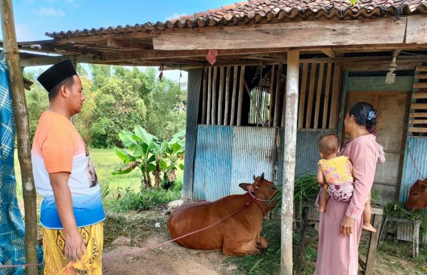 Foto : Sapi milik Halimah yang terjangkit PMK