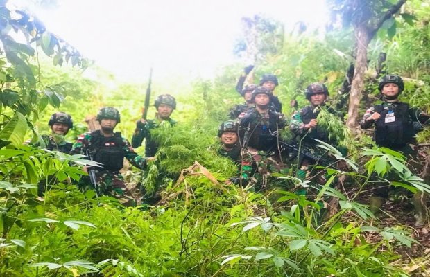 Foto: Kebun ganja di Papua 