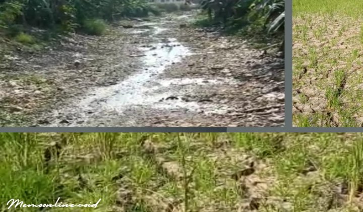 Foto: Sawah dan sungai yang mulai mengering 