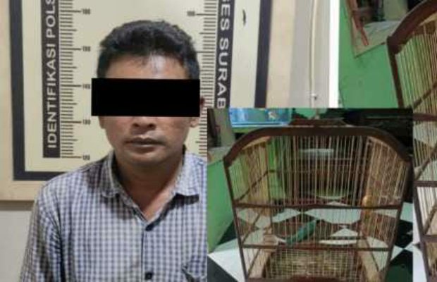 Foto: Tersangka pencurian burung saat diamankan Polisi