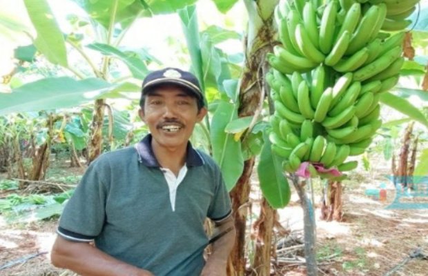 Foto: Tomo, petani pisang cavendish binaan DKPP Sumenep asal pulau Gili iyang