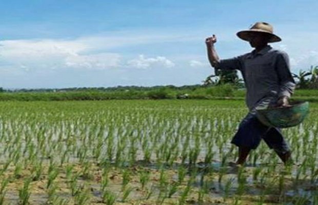 Foto: Petani saat tebar pupuk