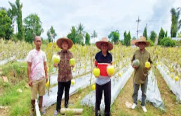 Foto: Kepala DKPP Sumenep, Arif Firmanto, saat Panen Melon Love Bersama Petani Di Ambunten