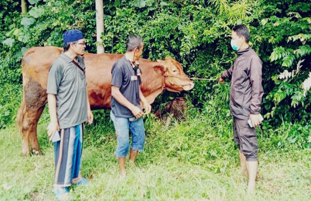 Foto : sesaat pasca sapi dievakuasi dari rumpun bambu