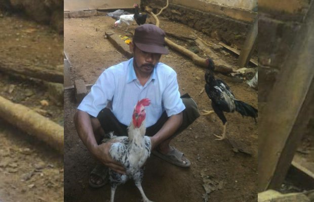 Foto: Ki Demang dengan ayam piaraannya