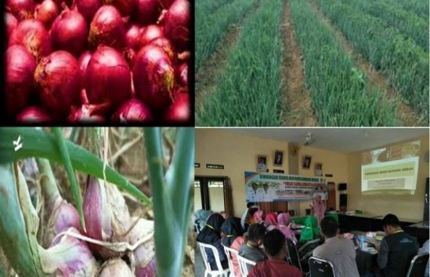 Foto: Varietas lokal “Rubaru”yang berasal dari seleksi kultivar lokal Sumenep Madura. (Sumber Foto:Dok Litbangtan)