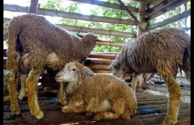 Foto: Tiga ekor kambing sebelum dicuri komplotan maling.