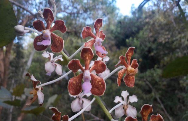 Foto: Bunga dari Anggrek Vanda Limbata