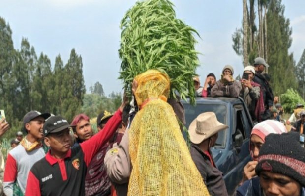 Foto: Petugas mengevakuasi tanaman ganja yang ditemukan