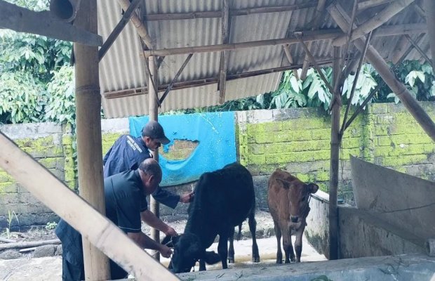 Foto: Pelaksanaan vaksinasi penyakit mulut dan kuku di Lengkong Barat Selasa (7/1/2025).