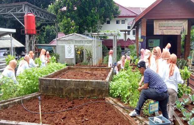 Foto: Ibu -ibu panen sayur bayem