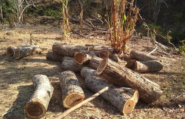 Foto: Ilustrasi penebangan kayu 