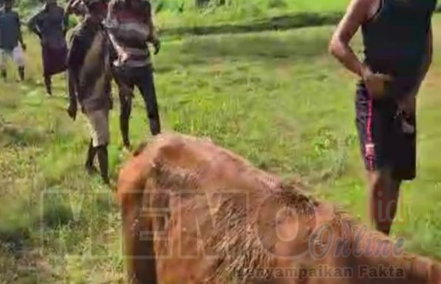 Foto: Sapi yang berhasil ditemukan oleh korban dan warga (tangkapan layar)
