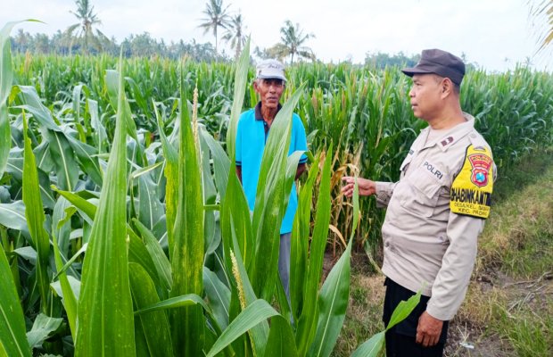 Foto : Anggota Polsek Padang bersama petani di wilayah binaannya