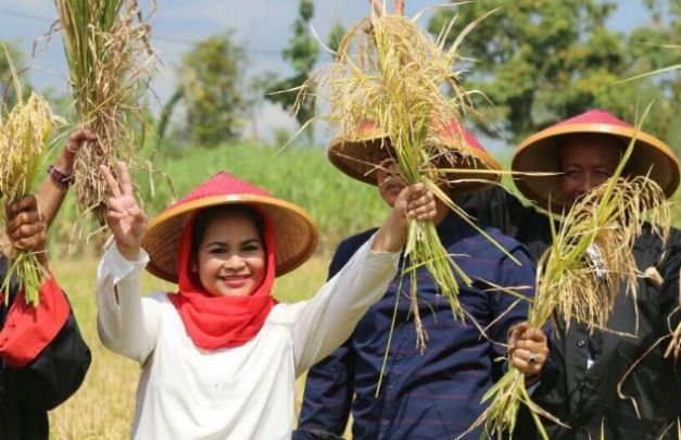 Foto: Puti Guntur Soekarno saat ikut panen padi di Poborogo