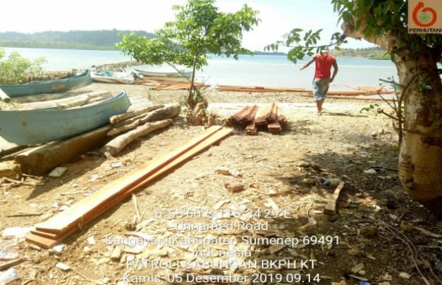 Foto: Tumpukankayu kenari yg diduga hasil ilegal logging
