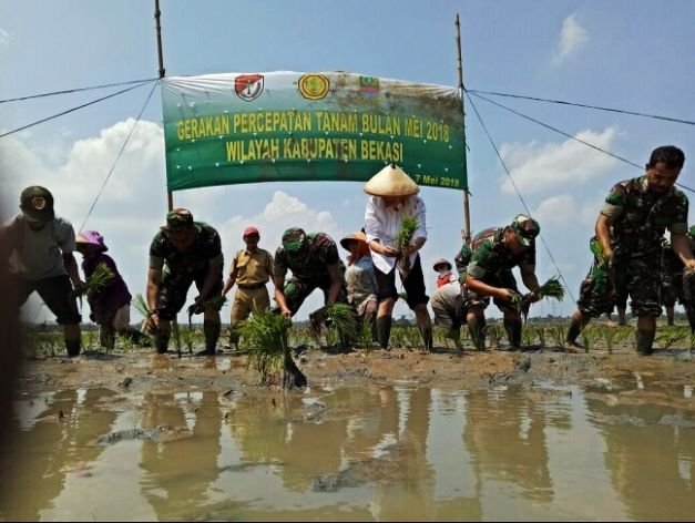 Ketua Tim Upaya Khusus Swasembada (Upsus) di Jawa Barat, Banun Harpini saat lakukan Gerakan Percepatan Tanam di desa Picung Timur, Kecamatan Kedung Waringin, Kabupaten Bekasi, Senin (7/5/2018).