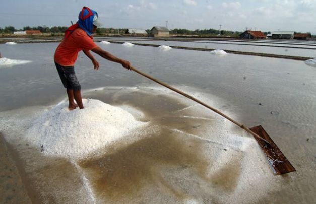Foto: ilustrasi  petani garam