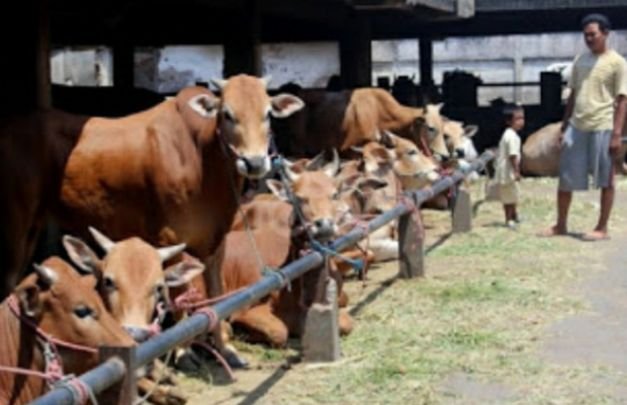 Foto: Ilustrasi sapi siap potong