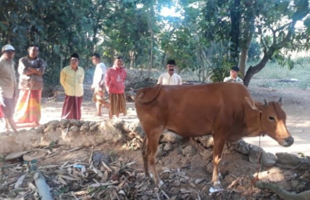 Foto: seekor sapi betina milik warga Batuputih yg ditemukan disamping rumah warga Manding