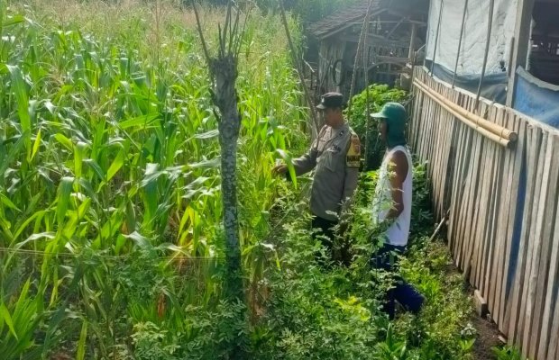 Foto : Pendamping ketahanan pangan di wilayah hukum polres Lumajang