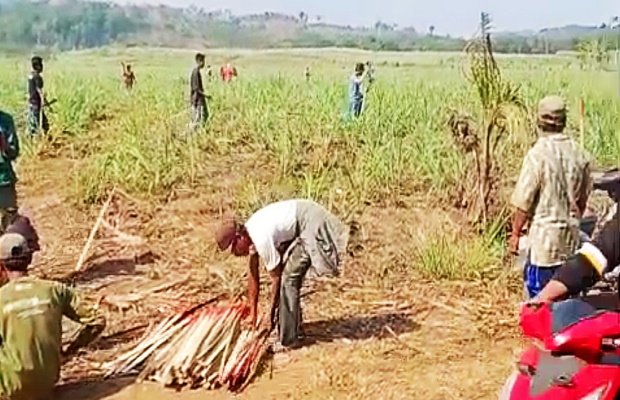 Foto : Aktivitas pemasangan patok di lahan perkebunan PT. Kali Jeruk Baru. (Doc.memoonline).