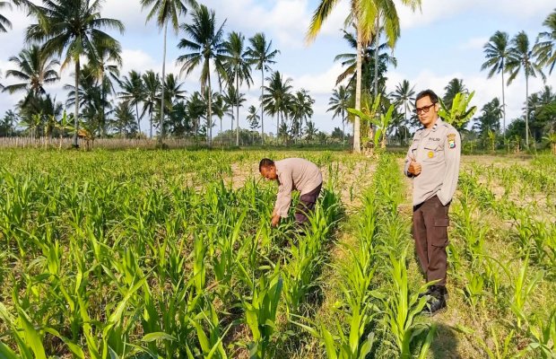 Foto : Tahap penelitian pasca tanam awal di kebun warga (doc.memoonline)