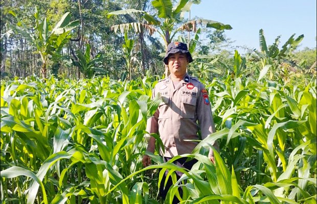 Foto: Anggota Polsek Kedungjajang saat berada di kebun warga. Doc.memoonline