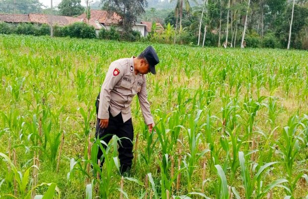 Foto : Anggota Polsek Klakah melakukan pengecekan tanaman jagung di kebun warga. Doc.memoonline
